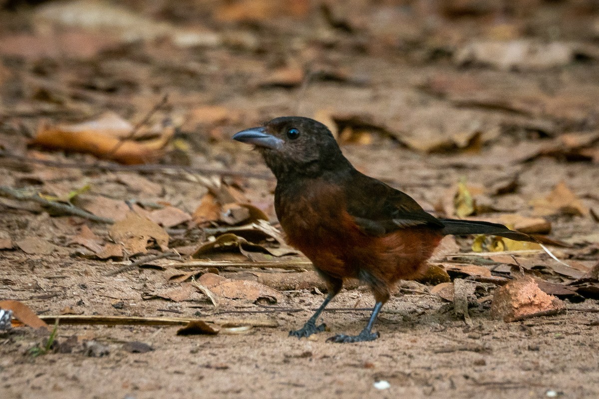 Silver-beaked Tanager - ML346086931