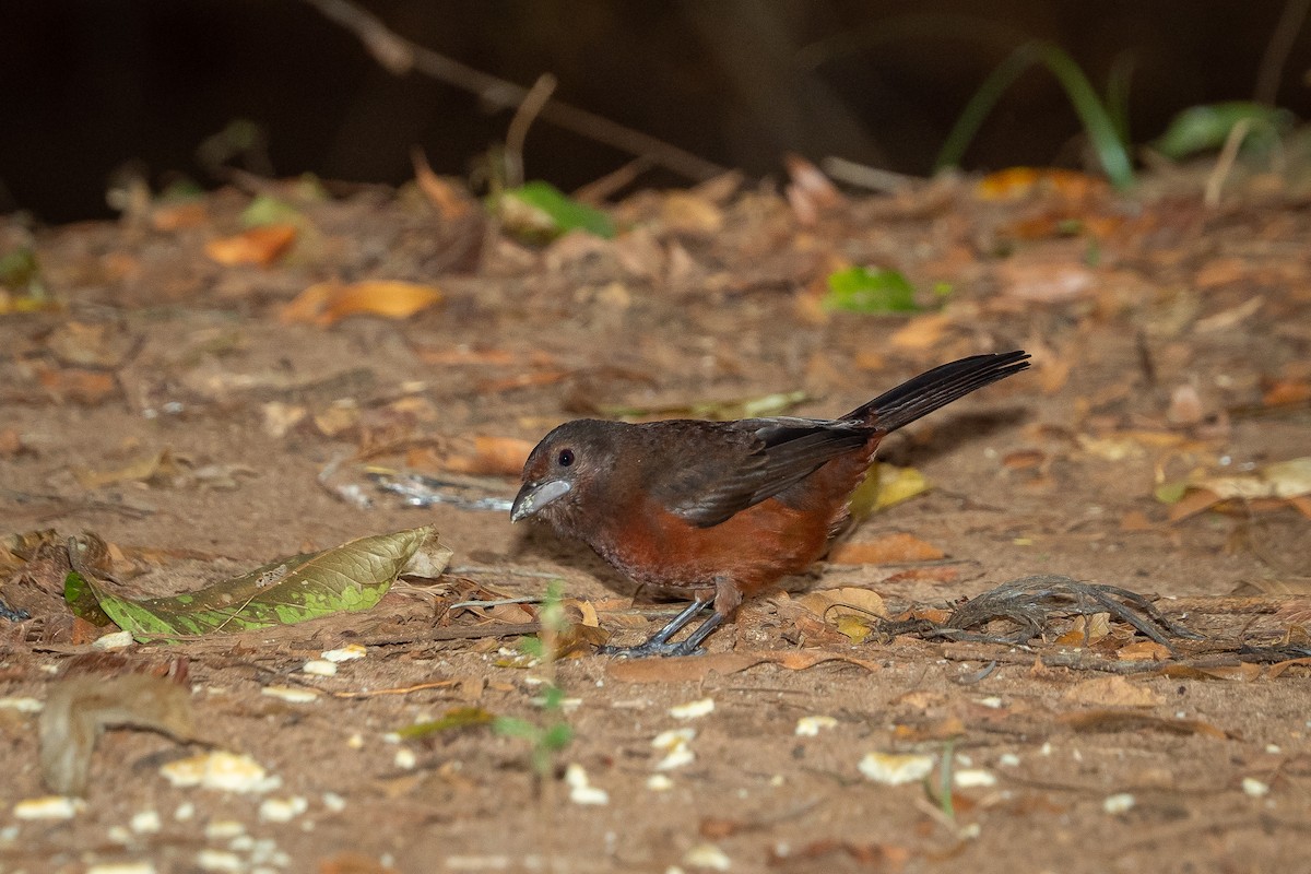 Silver-beaked Tanager - ML346086971