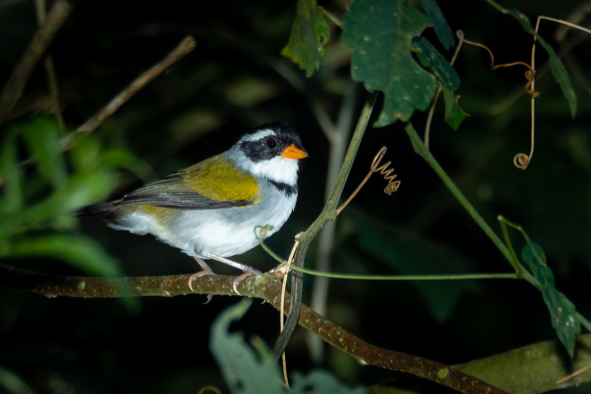 Saffron-billed Sparrow - ML346087851