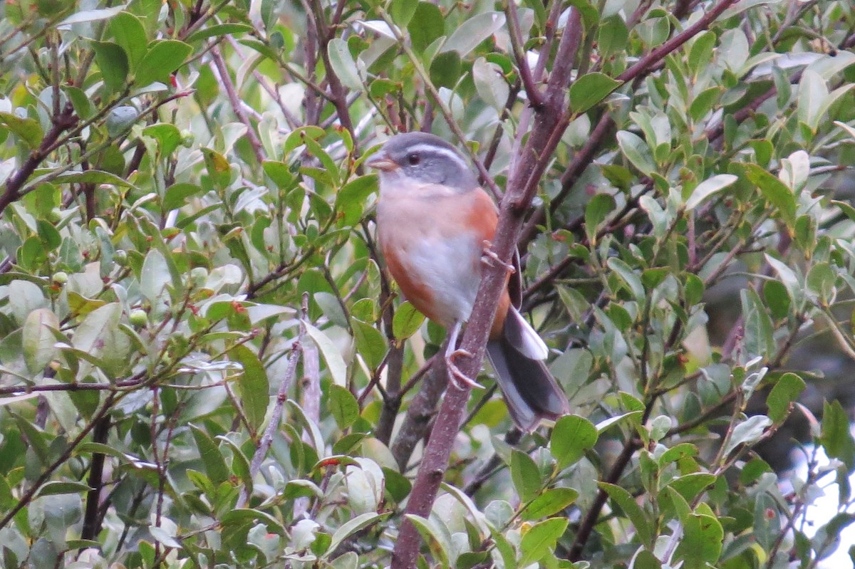 Gray-throated Warbling Finch - ML346088801