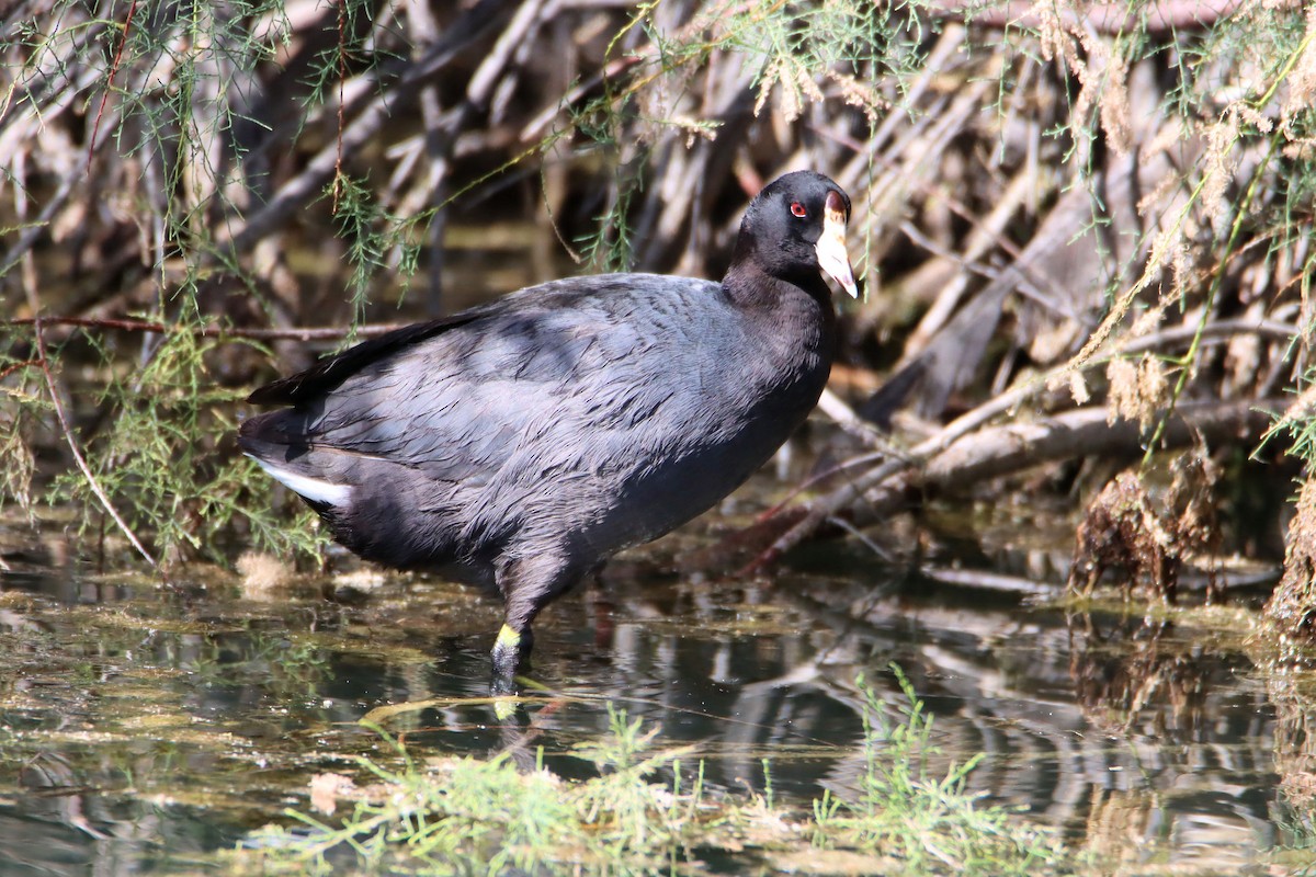 American Coot (Red-shielded) - ML346089141