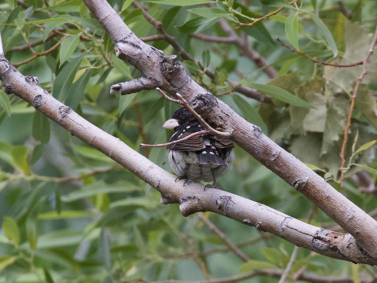 Rose-breasted Grosbeak - ML346089721