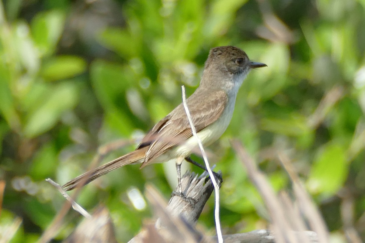 Yucatan Flycatcher - Peter Kaestner