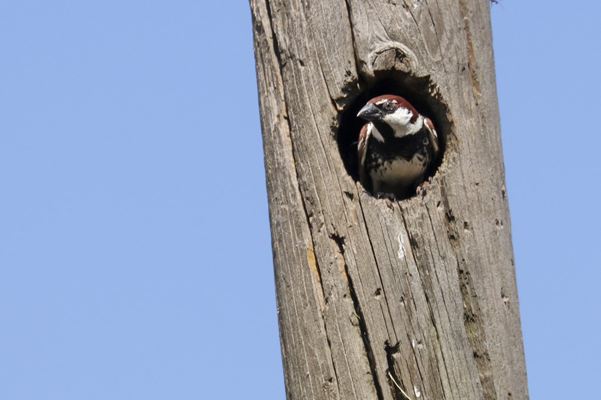 Spanish Sparrow - ML346090661