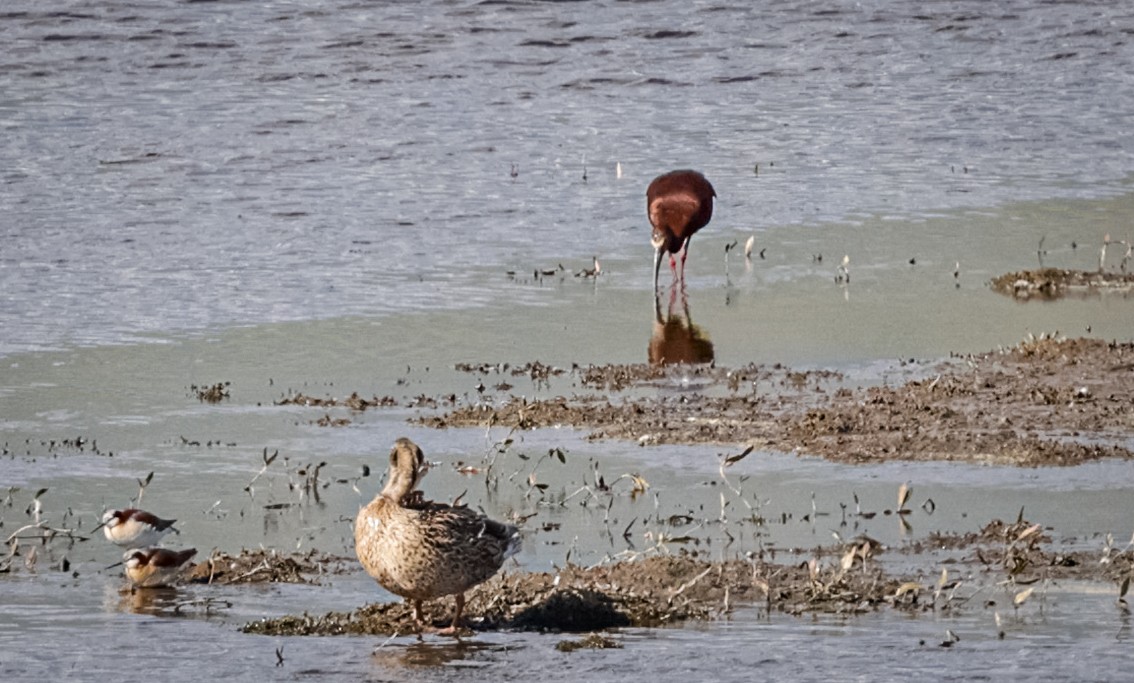 White-faced Ibis - bj worth