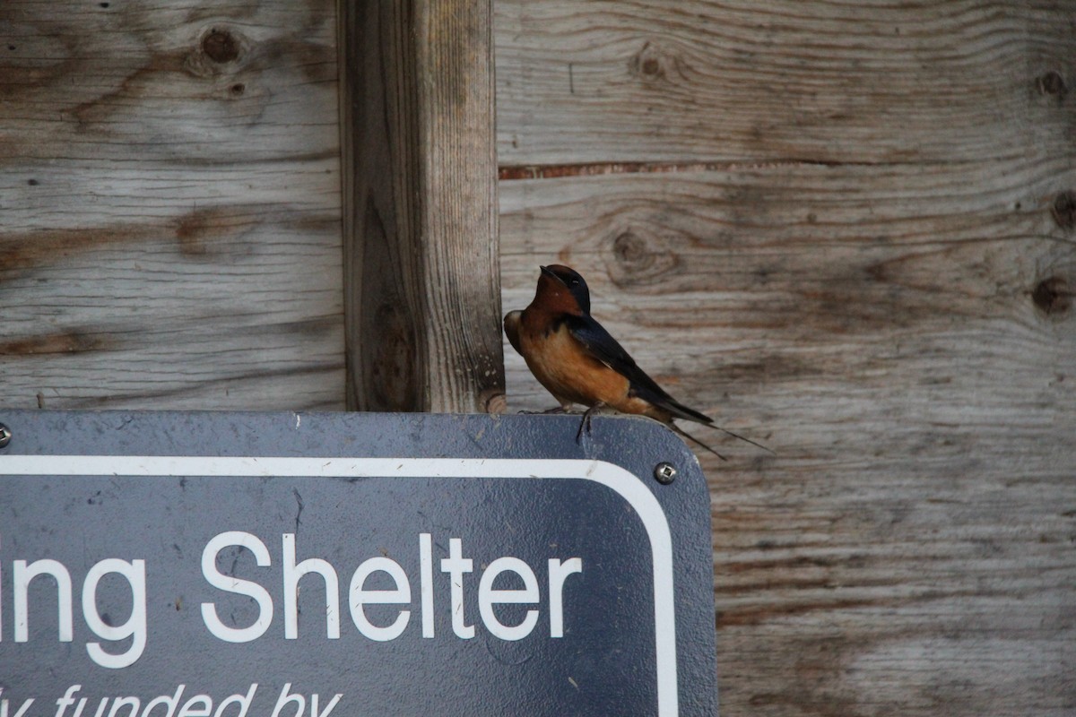 Barn Swallow - ML346093071