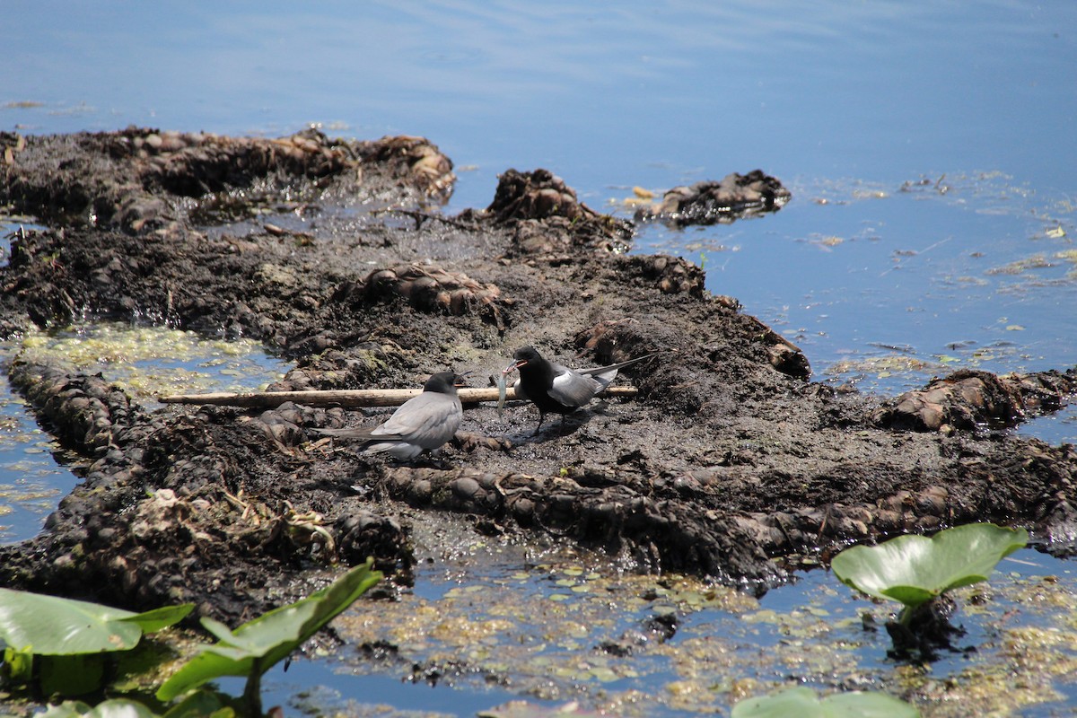 Black Tern - ML346093251