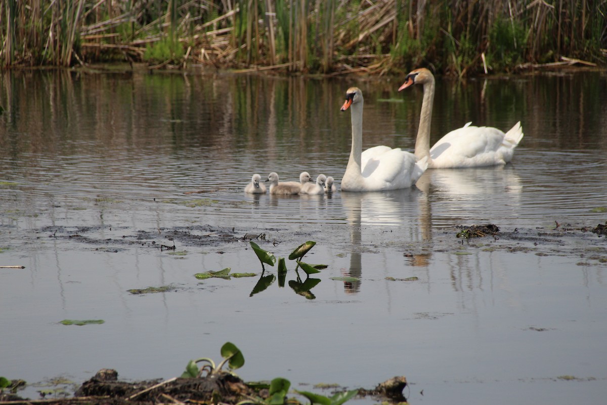 Mute Swan - ML346093271