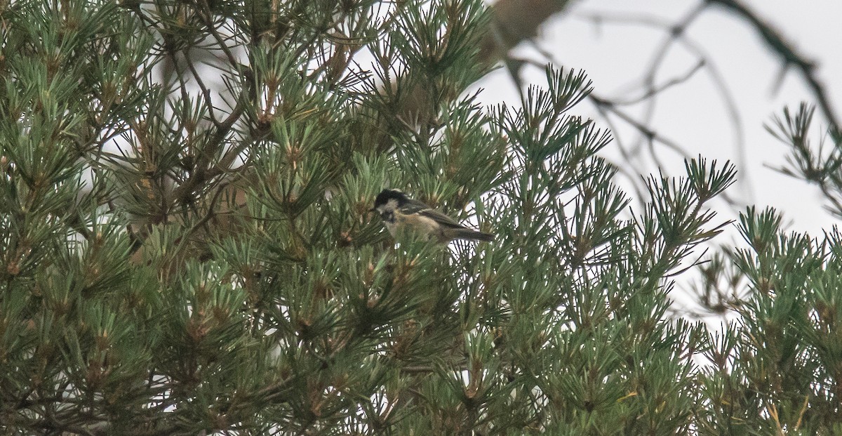 Coal Tit - ML346094431