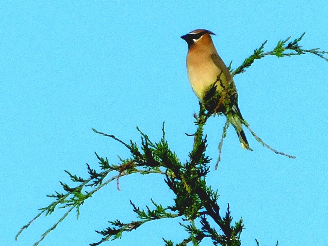 Cedar Waxwing - ML346095081