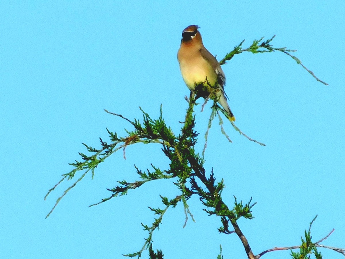 Cedar Waxwing - ML346095091