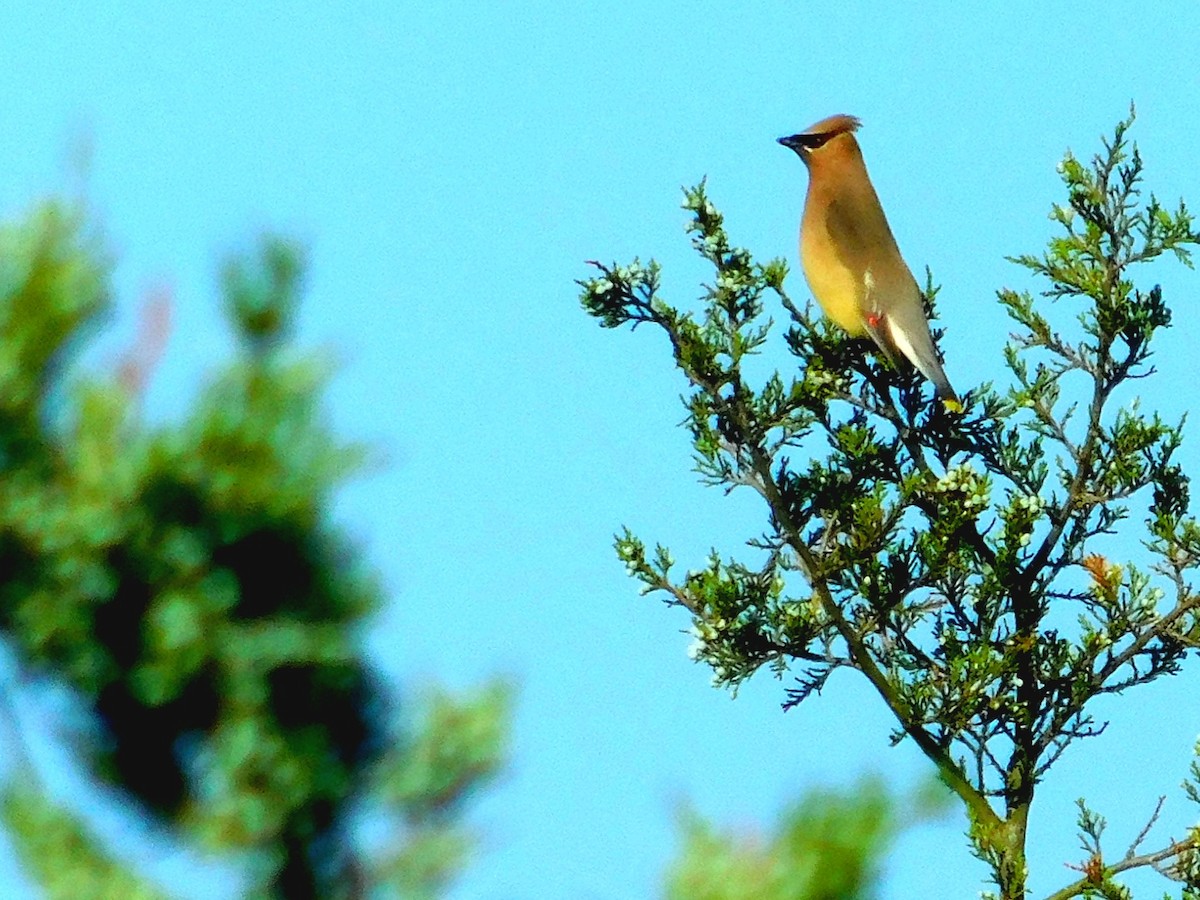 Cedar Waxwing - ML346095101