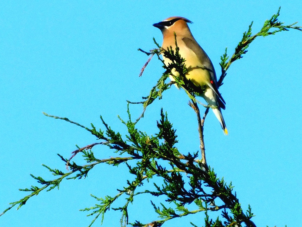 Cedar Waxwing - ML346095111