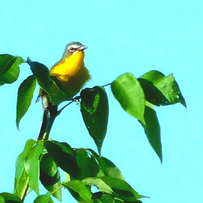Yellow-breasted Chat - ML346095161