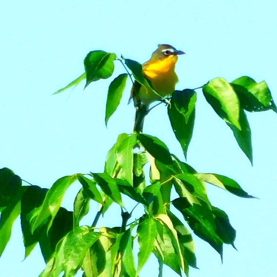 Yellow-breasted Chat - ML346095171