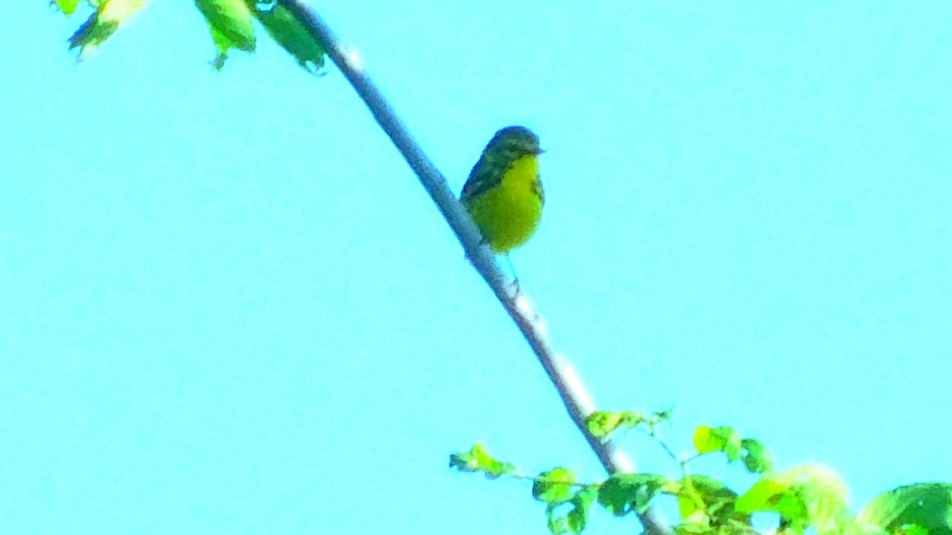 Prairie Warbler - ML346095211