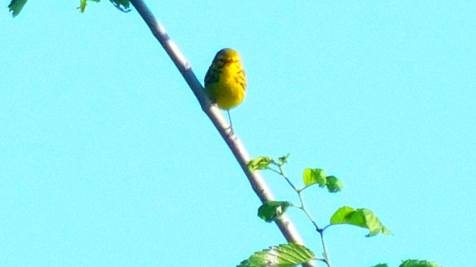 Prairie Warbler - ML346095221