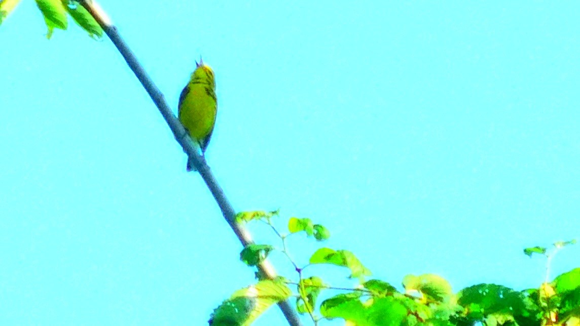 Prairie Warbler - ML346095231