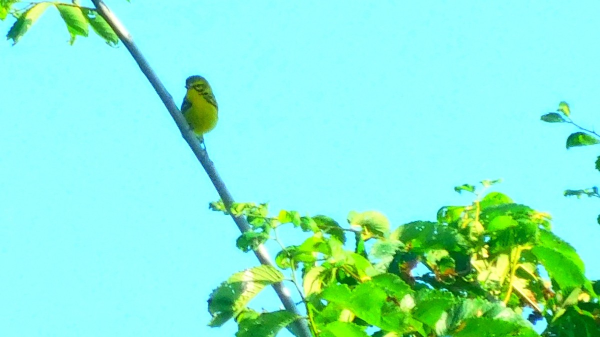 Prairie Warbler - ML346095241