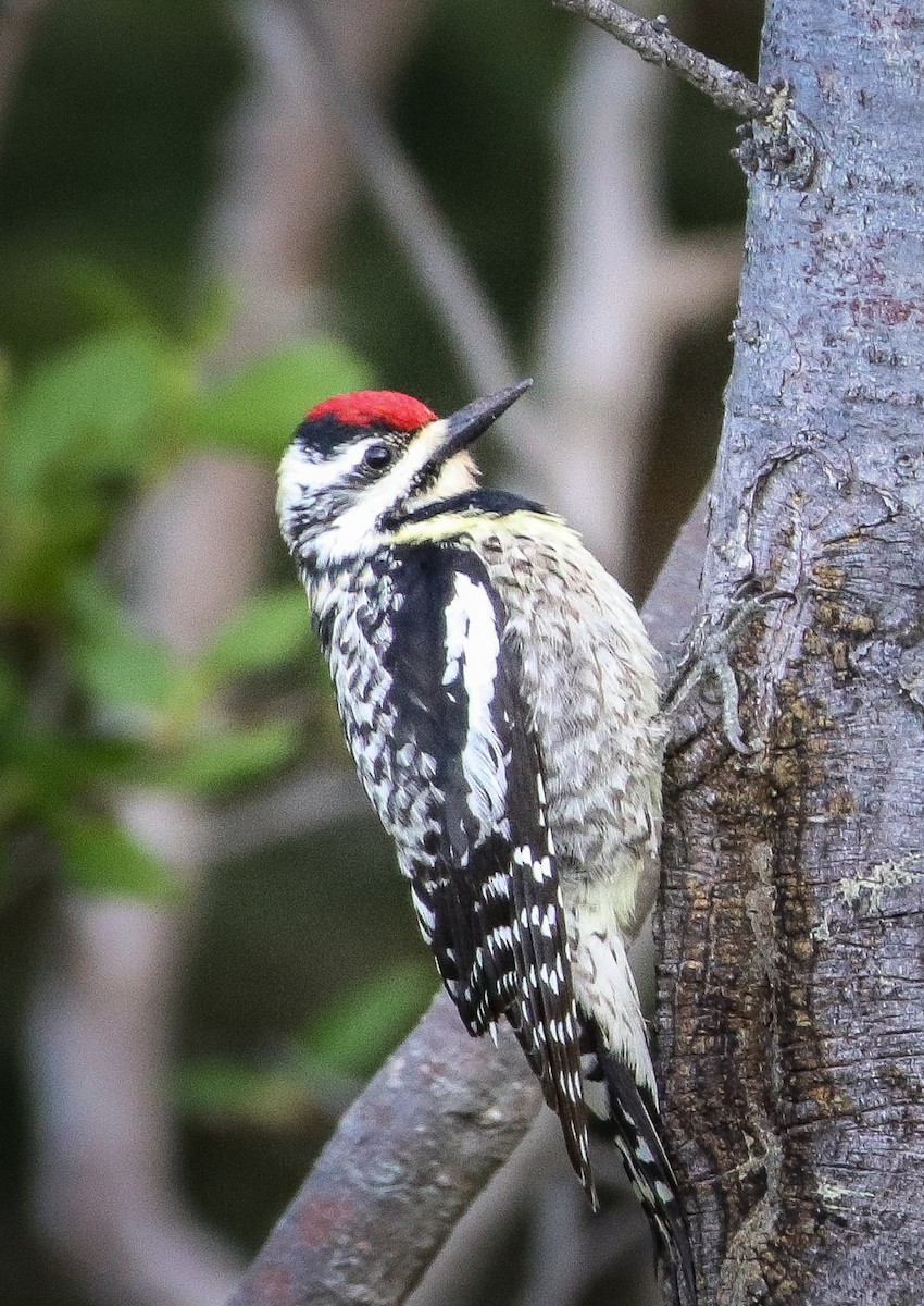 Yellow-bellied Sapsucker - ML346095911