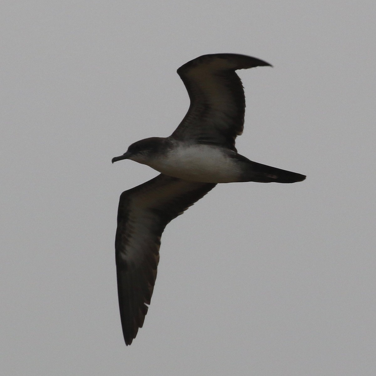 Wedge-tailed Shearwater - Laurens Halsey