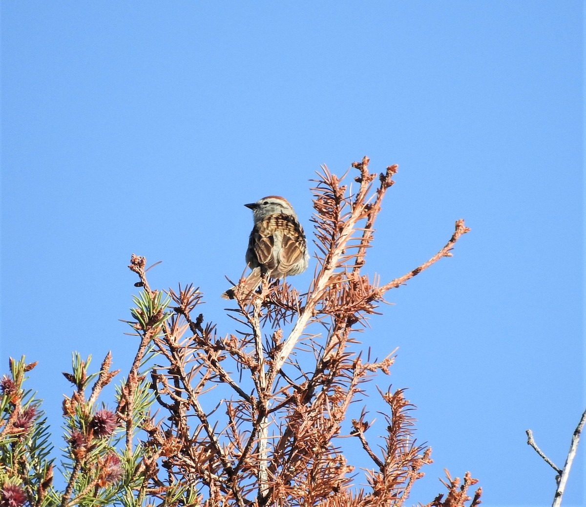 Chipping Sparrow - ML346097411