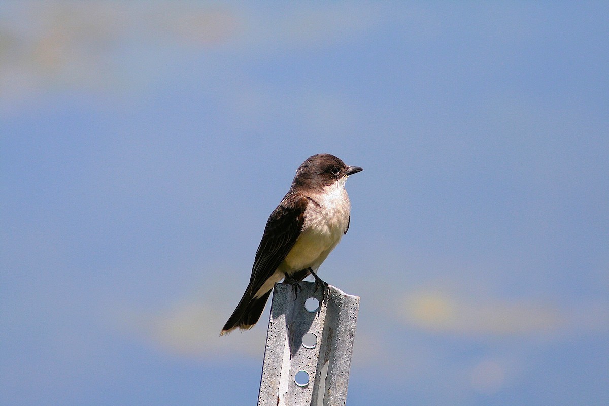 Eastern Kingbird - ML346098261