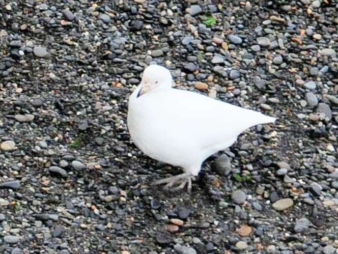 Snowy Sheathbill - ML34609841