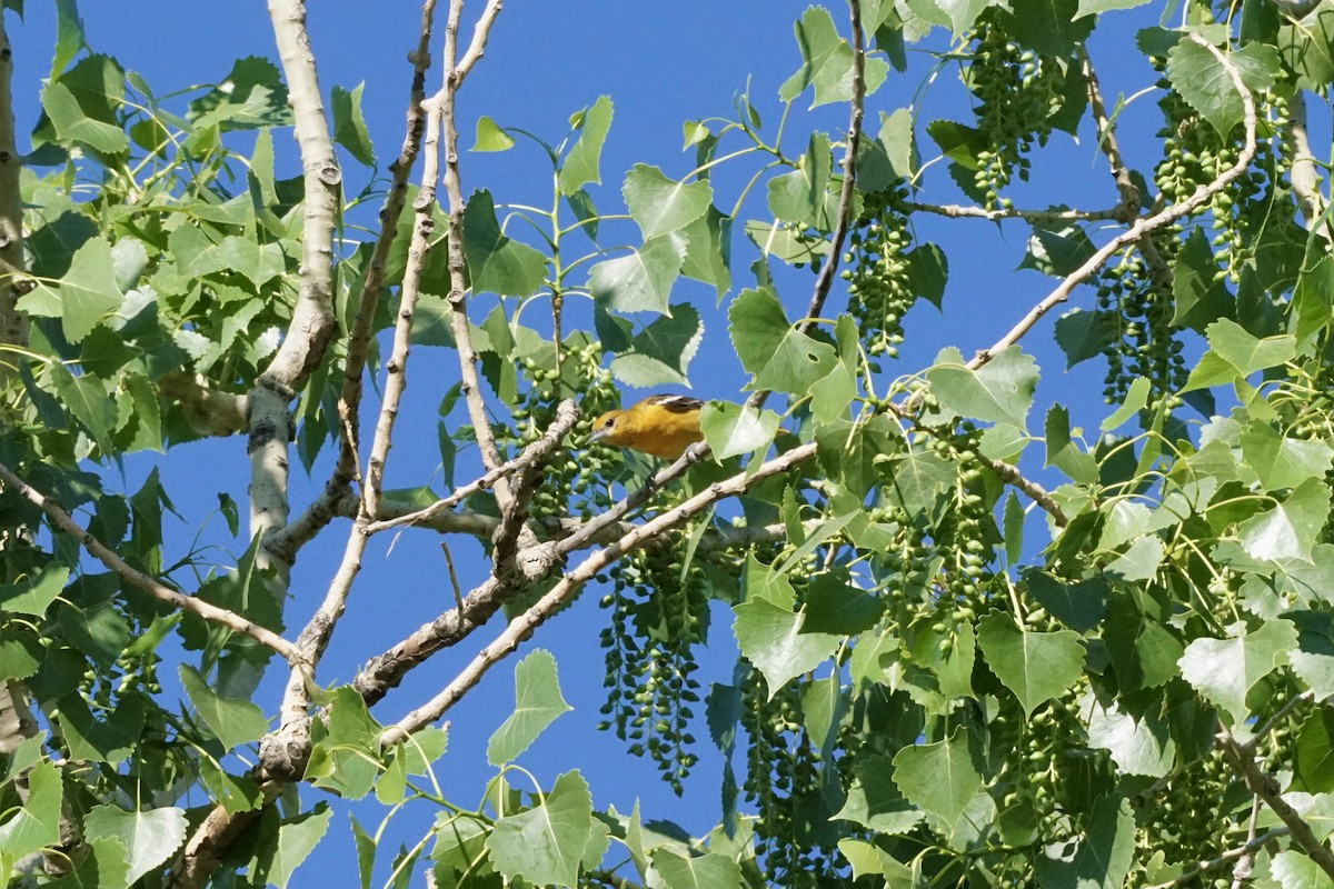 Baltimore Oriole - ML346098561