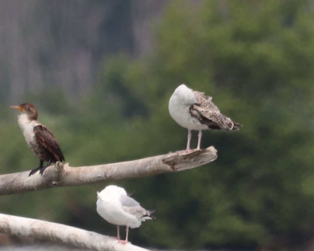 Great Black-backed Gull - ML346100041