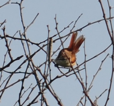 Yellow-chinned Spinetail - Bill Tweit