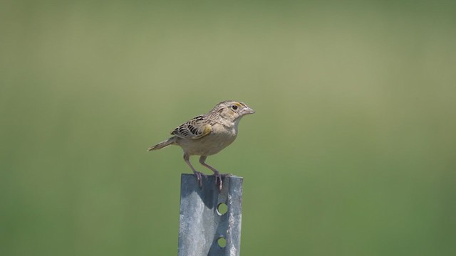 Grasshopper Sparrow - ML346101701