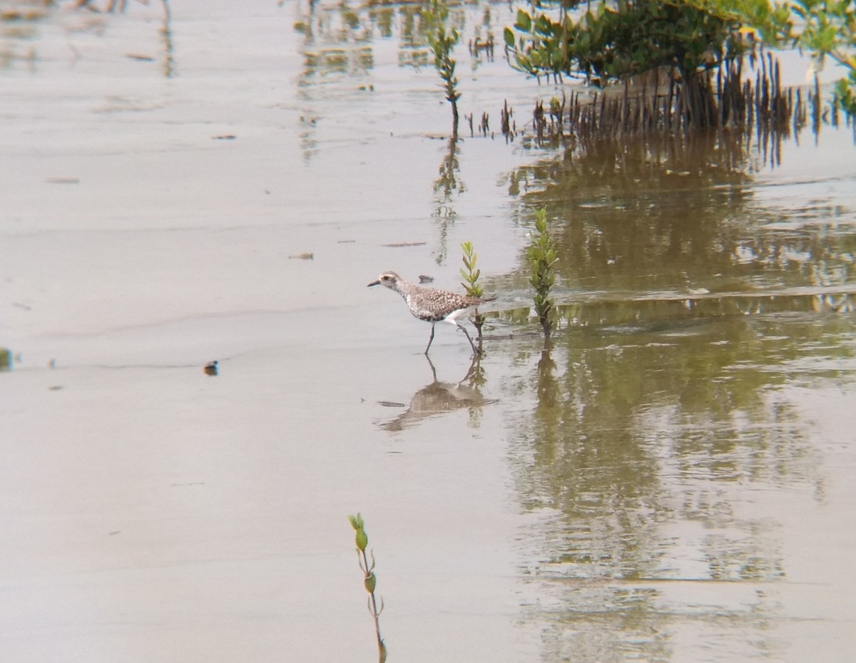 Black-bellied Plover - Miguel Abreu