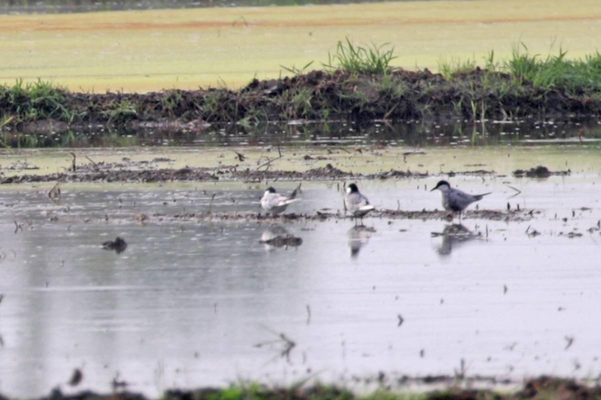 Whiskered Tern - ML346101921