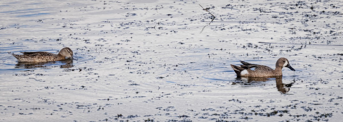 Blue-winged Teal - bj worth