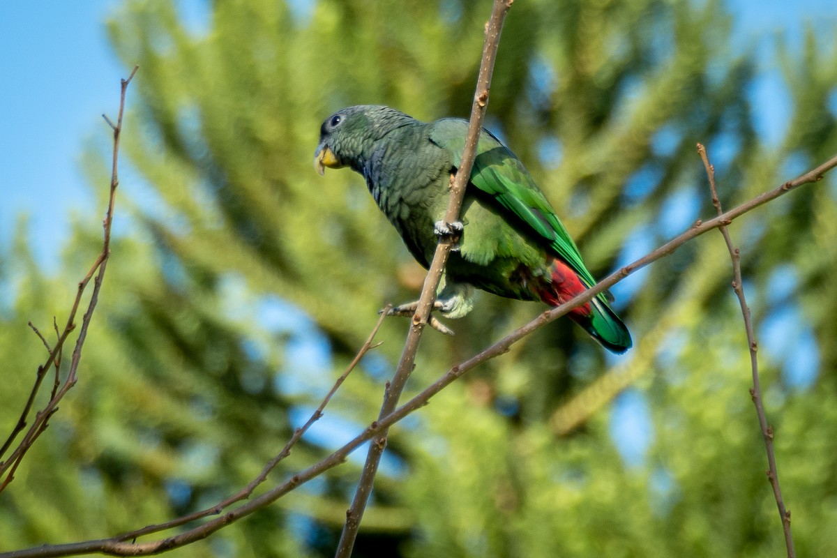 Папуга-червоногуз зеленощокий - ML346102781