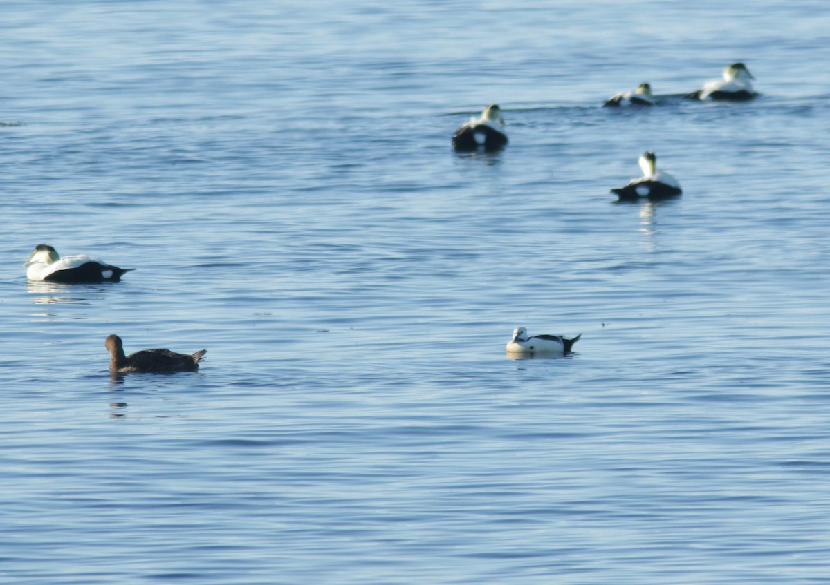 Steller's Eider - ML346102881