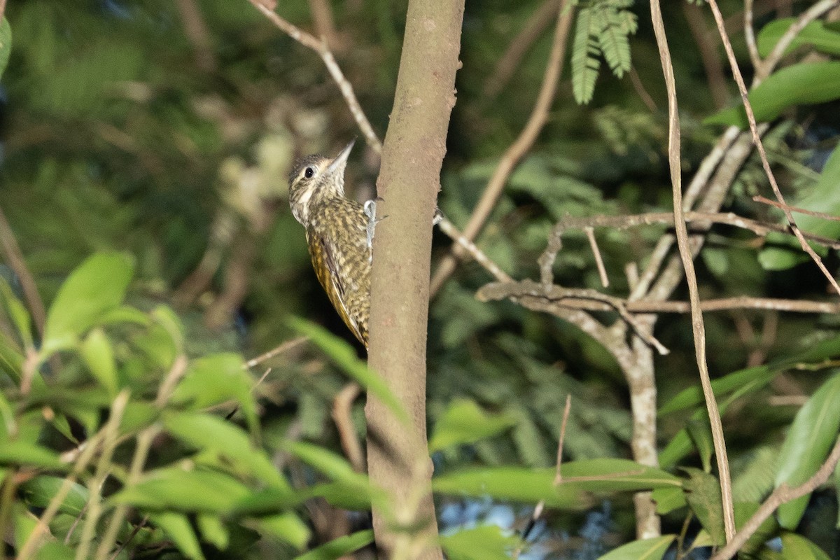 White-spotted Woodpecker - Vitor Rolf Laubé