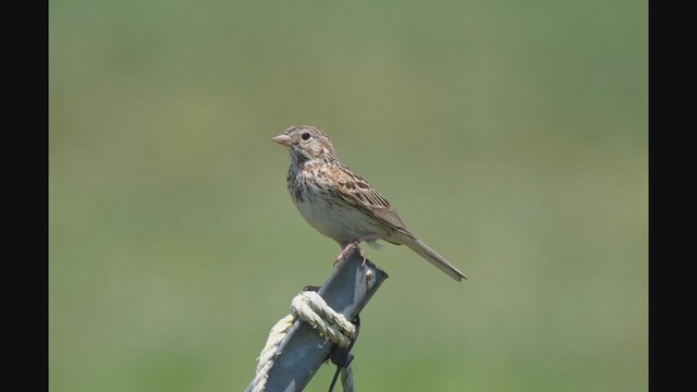 Vesper Sparrow - ML346106821
