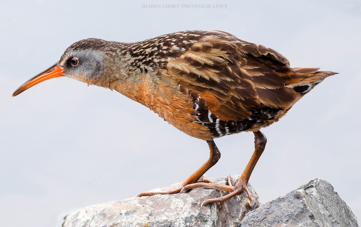 Virginia Rail - ML346106981