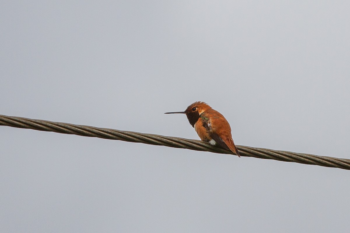 Rufous Hummingbird - ML346107411