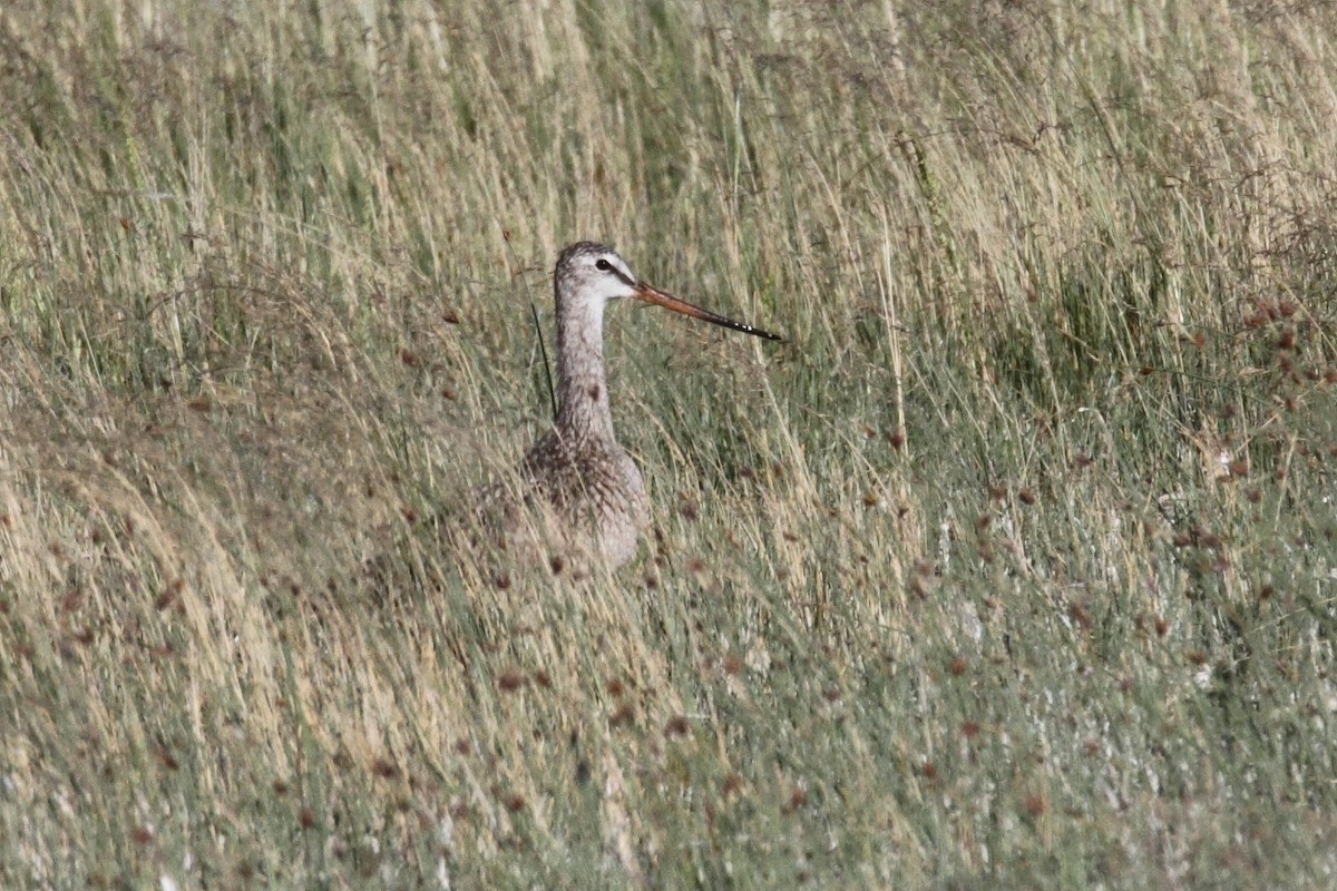 Marbled Godwit - ML346107751