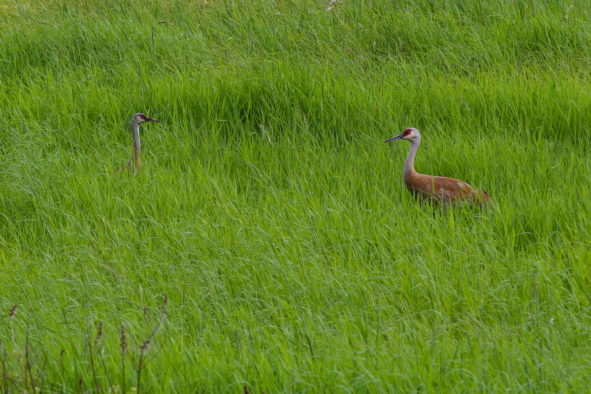 Sandhill Crane - ML346107831