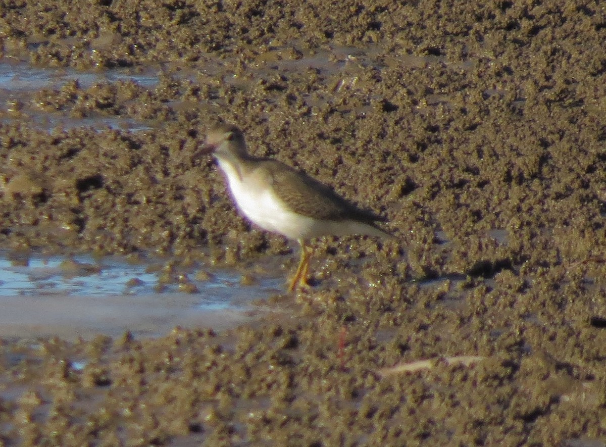 Spotted Sandpiper - ML34610791