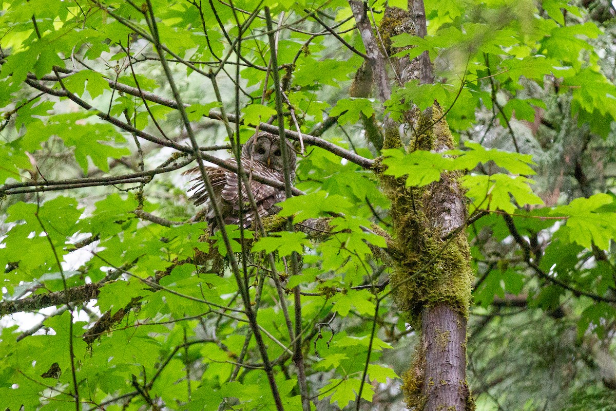 Barred Owl - ML346107971