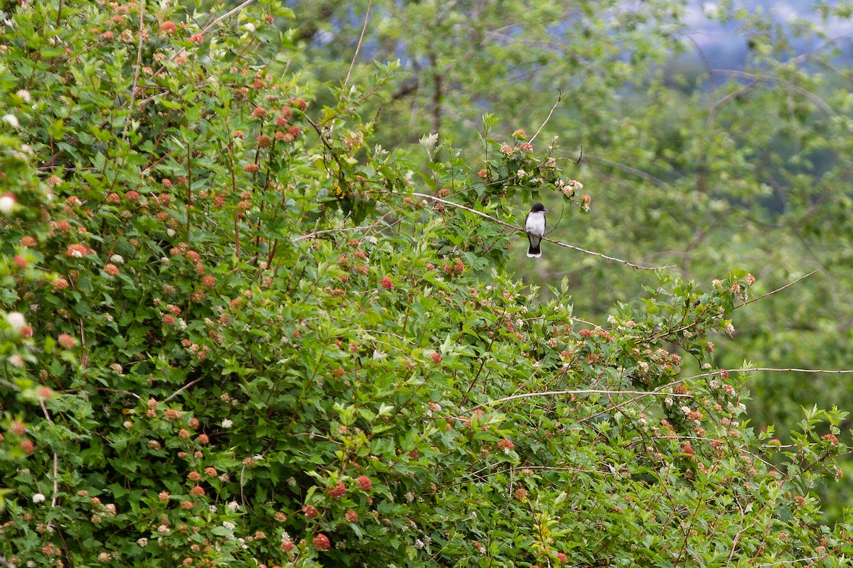 Eastern Kingbird - Tyler Belanger