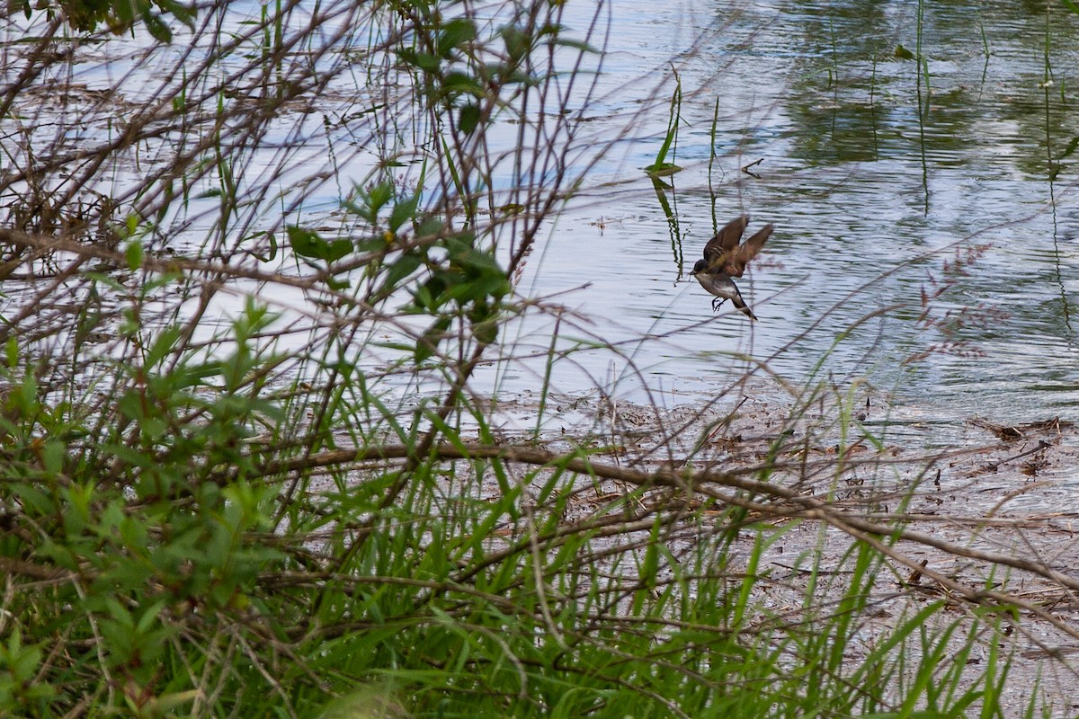 Schieferrücken-Königstyrann - ML346108051