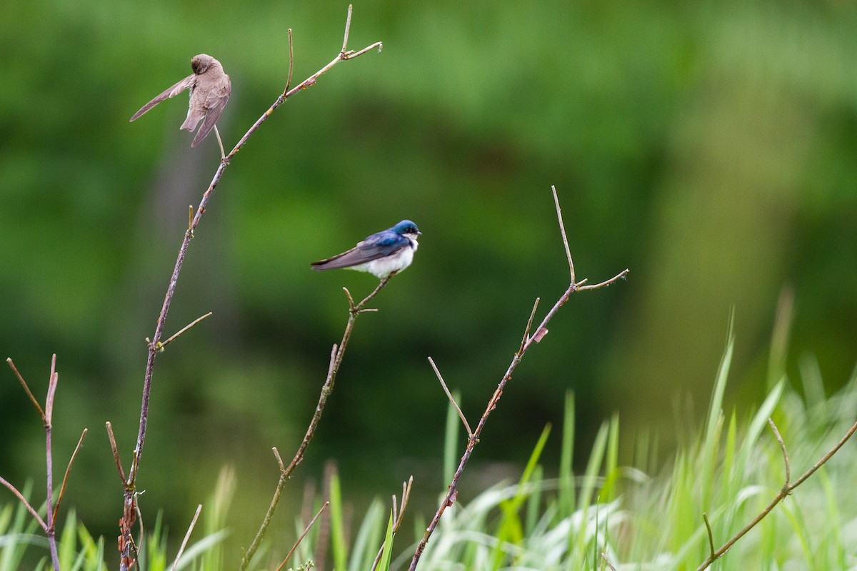 Golondrina Bicolor - ML346108171