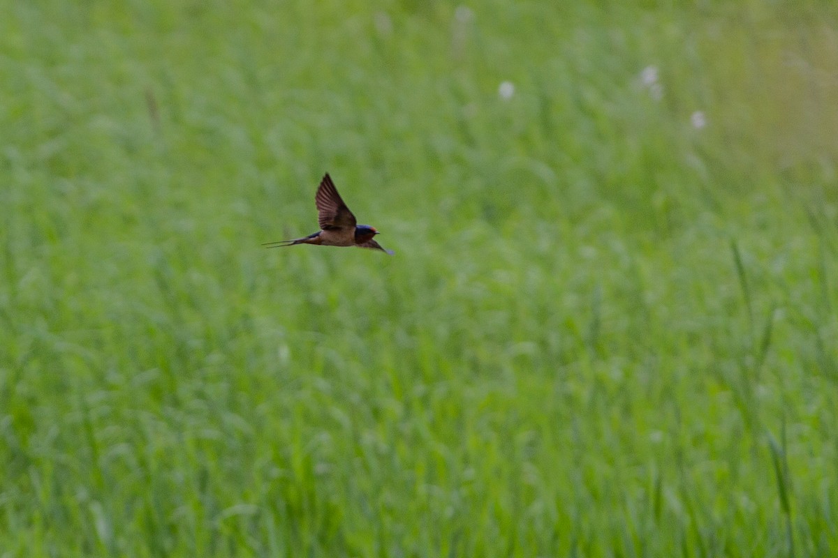 Golondrina Común - ML346108331