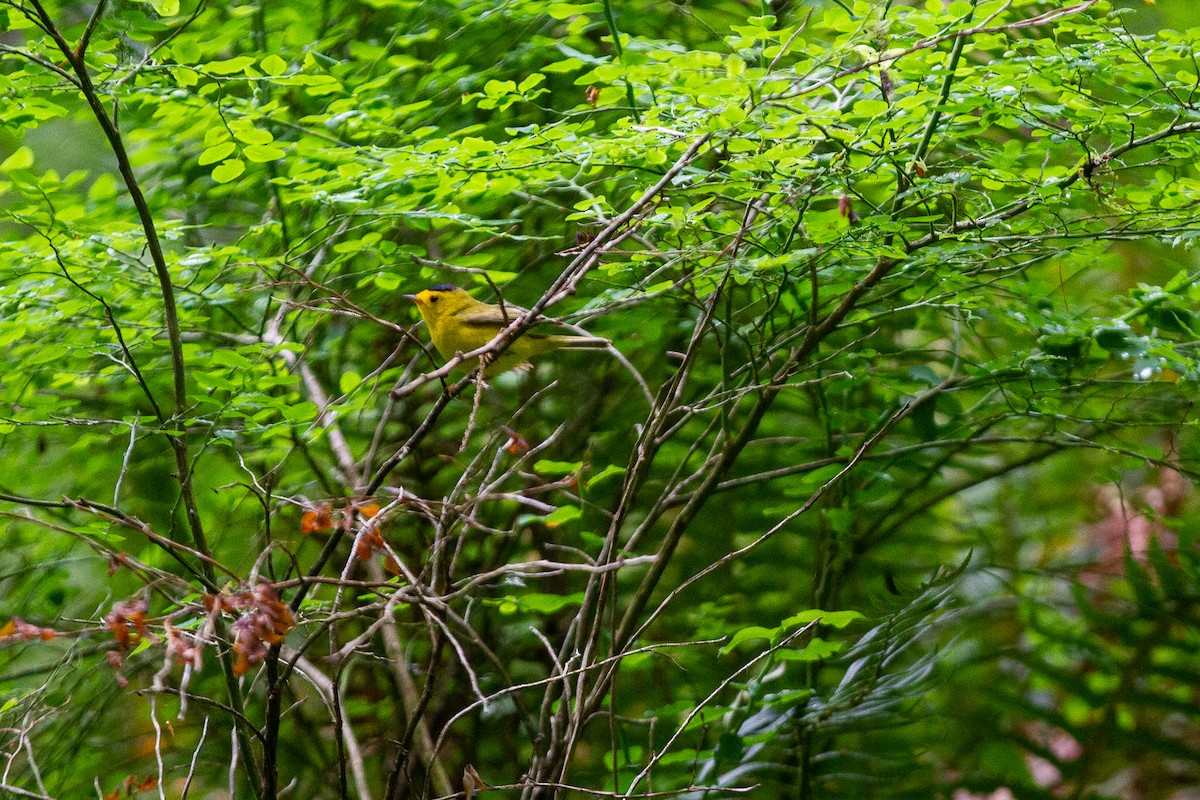 Wilson's Warbler - ML346108571